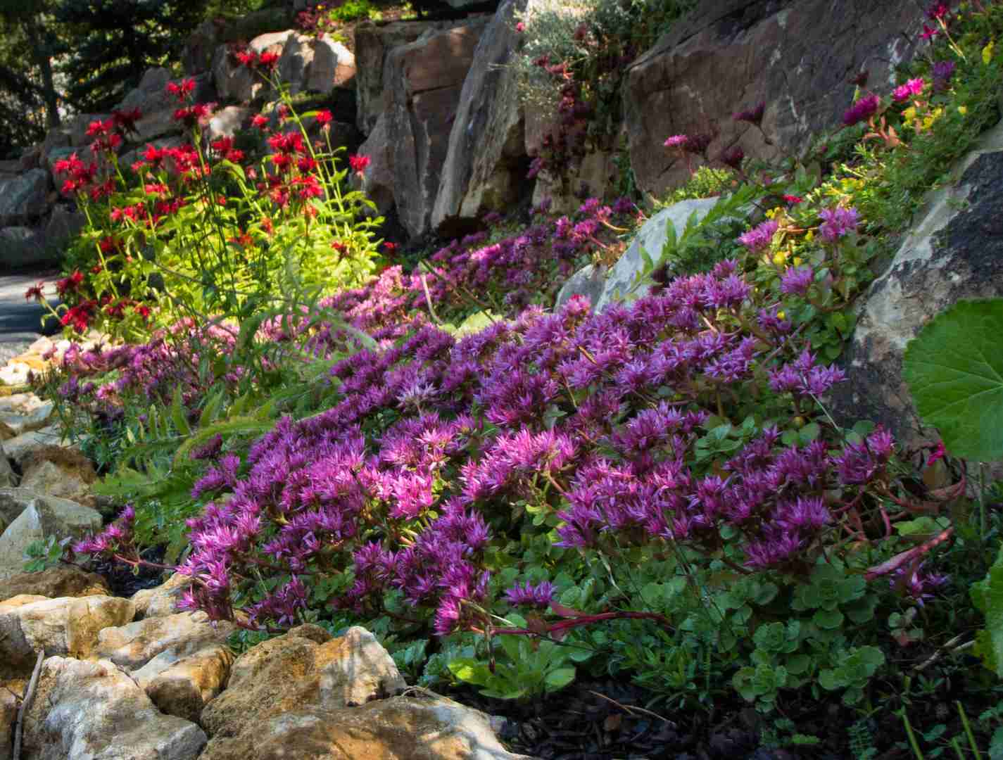 A Landscape with flowers and xeriscape parts