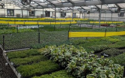 Looking Ahead: What We Learned at the CSU Plant Trials and Local Greenhouses