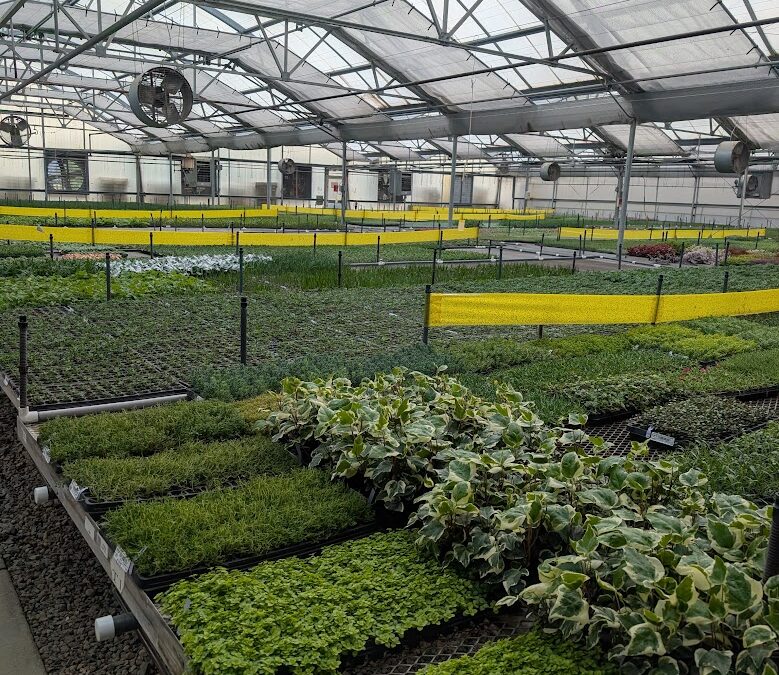 Looking Ahead: What We Learned at the CSU Plant Trials and Local Greenhouses